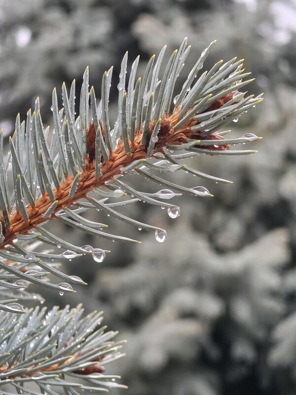 Капли - Валерий Ткаченко