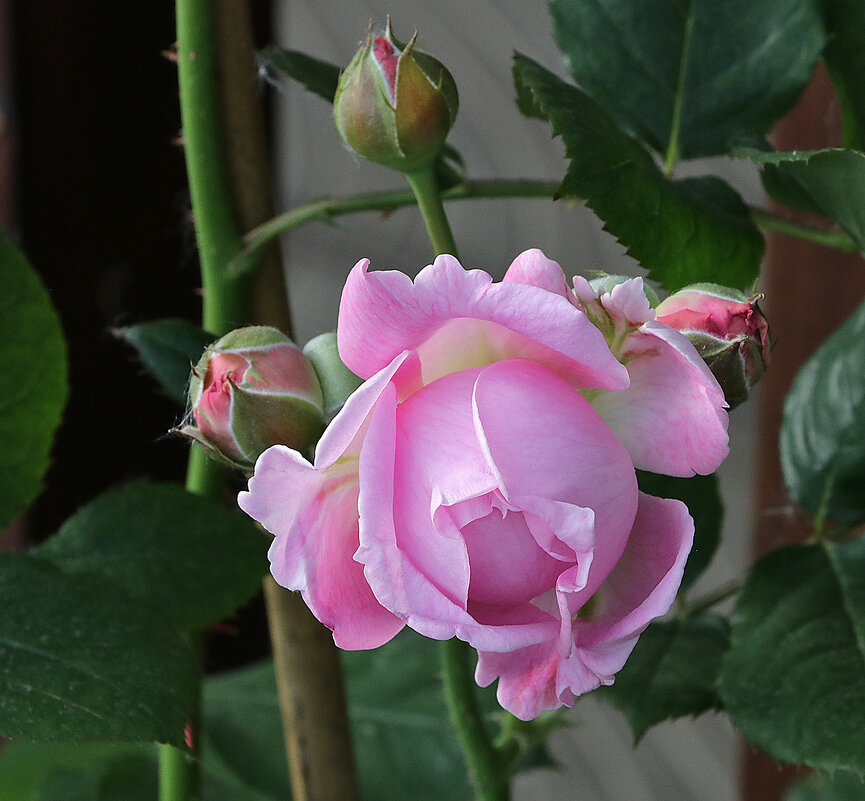 Воспоминания о лете - Светлана Воспоминания о лете - Светлана