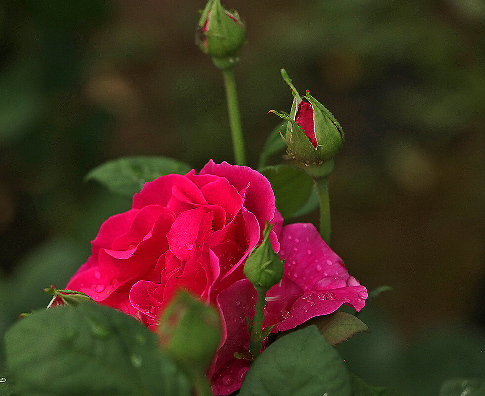 Воспоминания о лете - Светлана Воспоминания о лете - Светлана