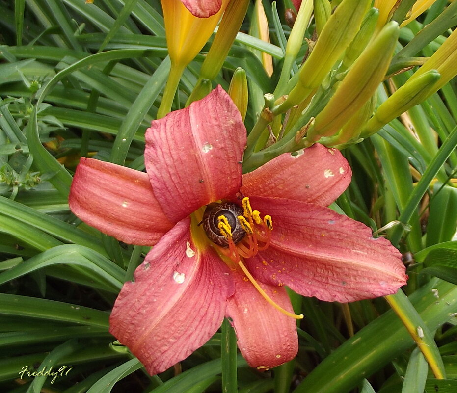 Лилейник - Freddy 97