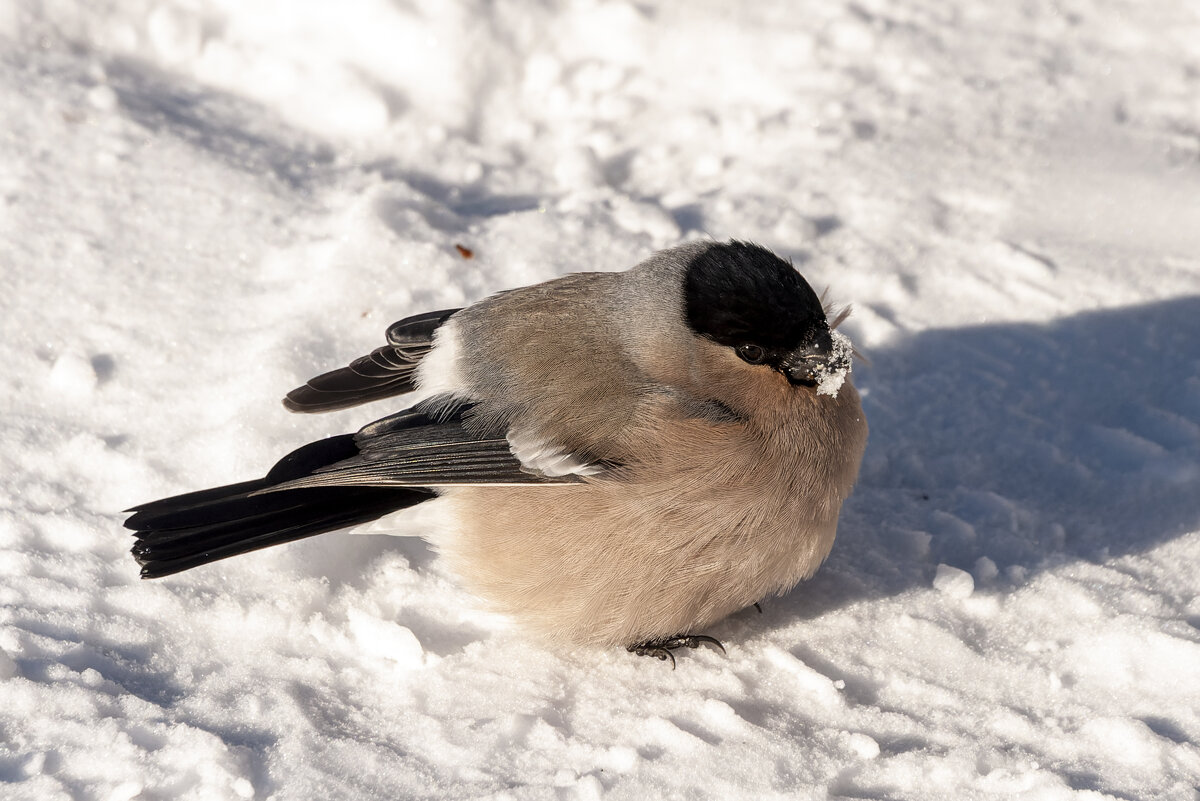Зимний гость на снежном полотне. - Вадим Басов Зимний гость на снежном полотне. - Вадим Басов