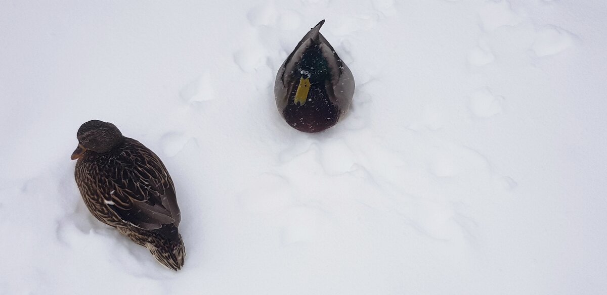Утки на снегу - Galina Solovova Утки на снегу - Galina Solovova