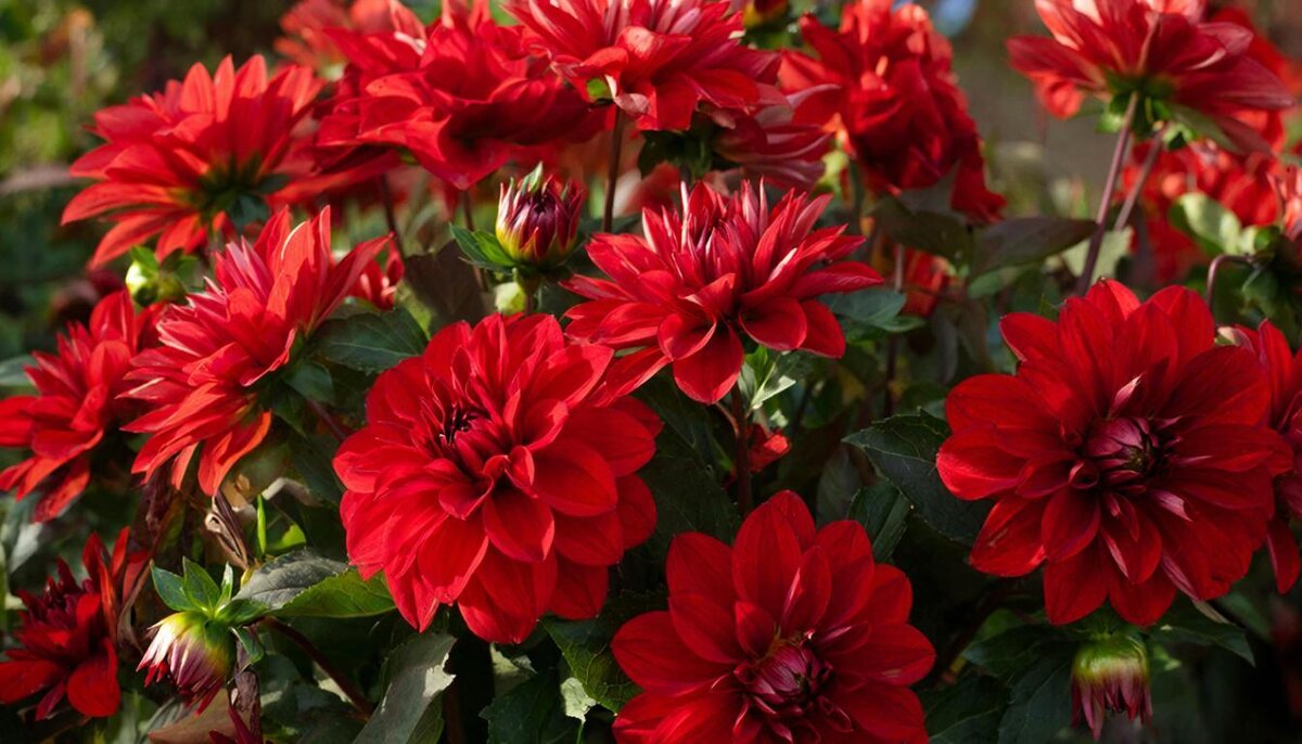 *** - МАРИЯ ПОПОВА