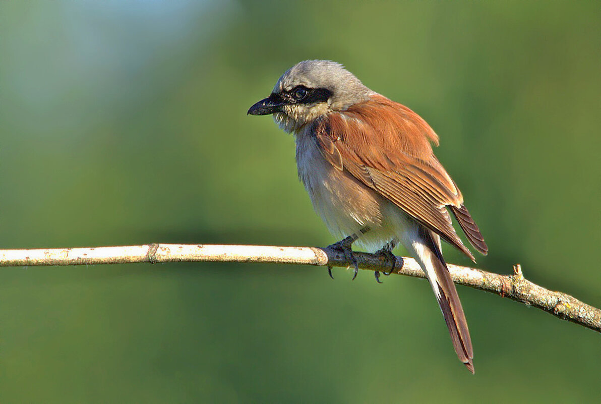 ... - Вячеслав Минаев