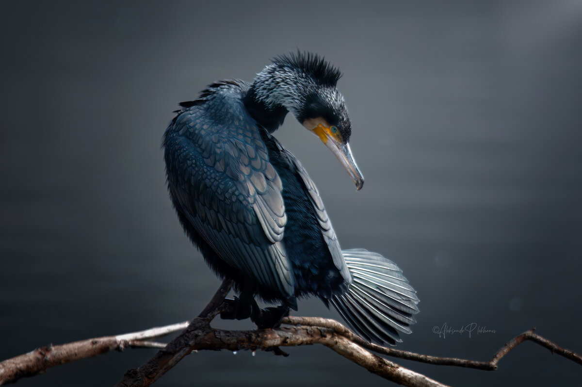 Большой баклан / Great Cormorant - Александр Плеханов