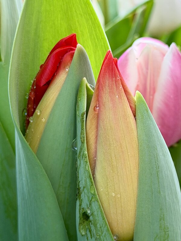 И снова «Репетиция весны» в Аптекарском! - Pippa 