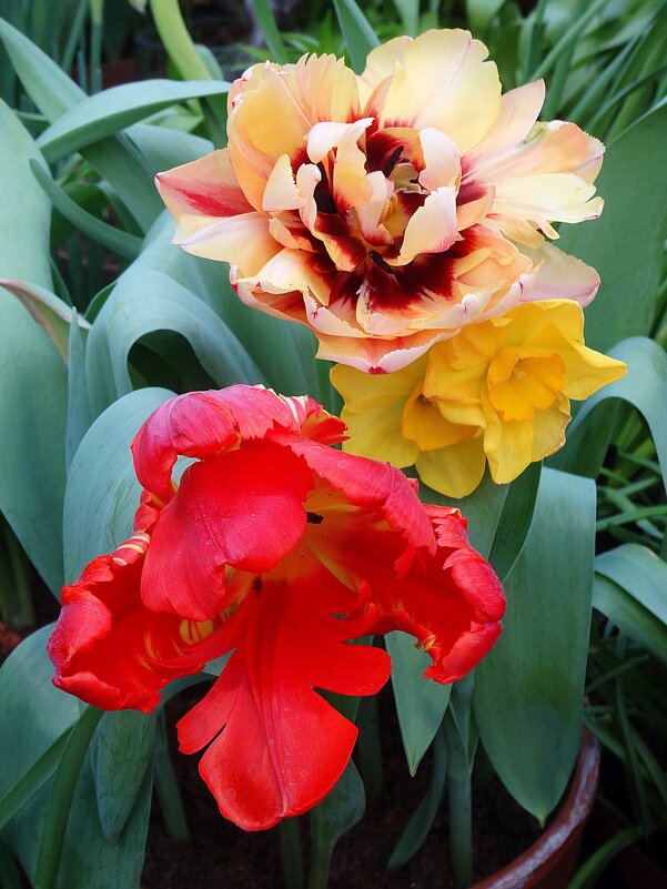 Тюльпаны и насциссы - Лидия Бусурина Тюльпаны и насциссы - Лидия Бусурина