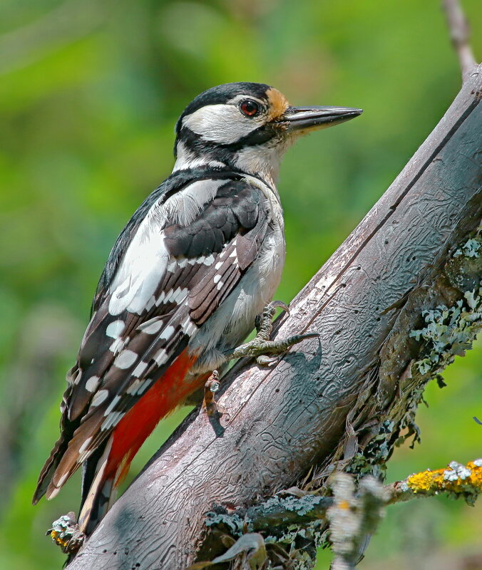 про мир дятлов - Andrey Bragin про мир дятлов - Andrey Bragin