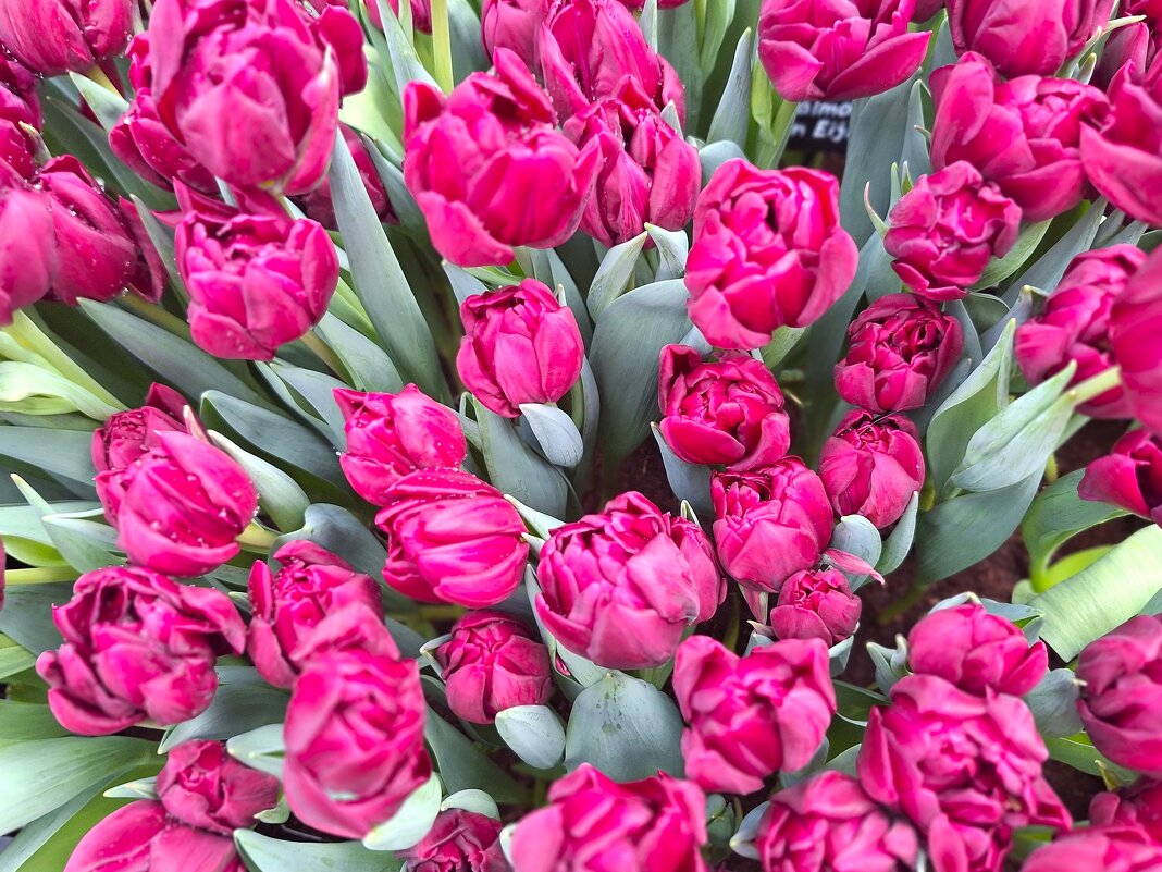 Тюльпаны - Наталья 