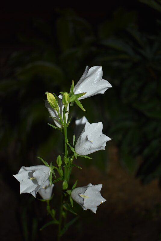 Персиколистный колокольчик - Дарья Шуклина