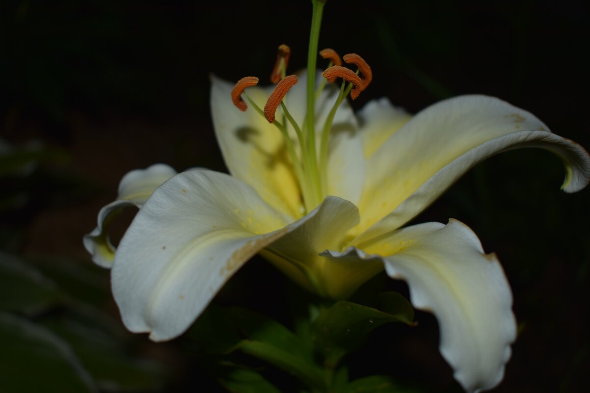 Лилия - Дарья Шуклина