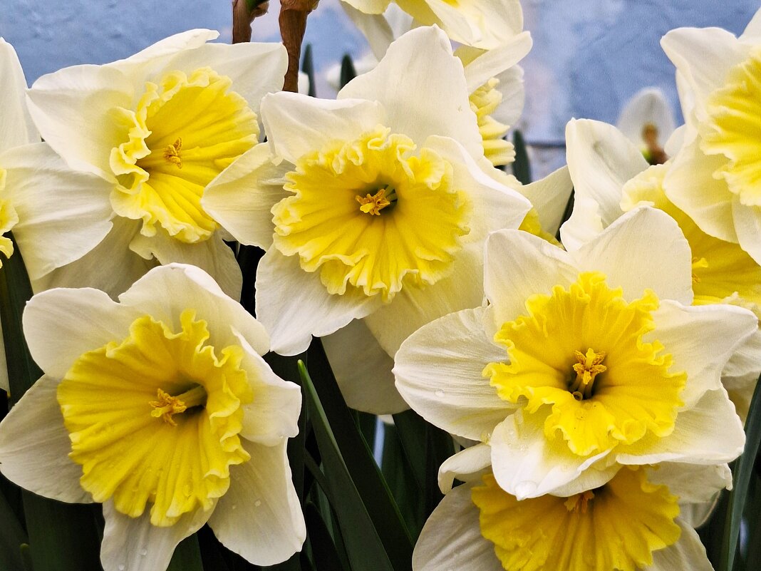 Нарциссы - Наталья 