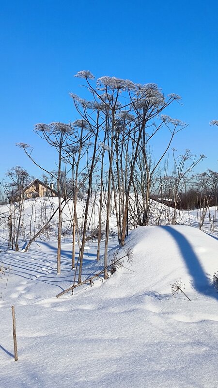 Снежно-морозный февраль. - Ольга 