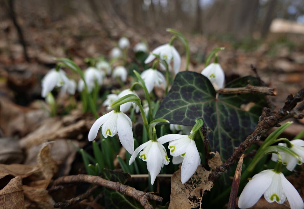 Поёт февраль – то скрипка, то гобой... А первоцветы рвутся на свиданье. - Галина Поёт февраль – то скрипка, то гобой... А первоцветы рвутся на свиданье. - Галина