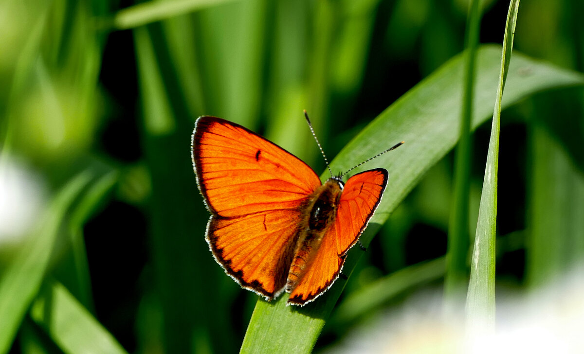 опять про бабочек...459 - Александр Прокудин