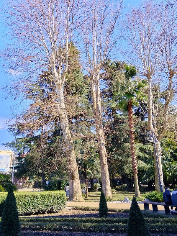 Улица Навагинская в Сочи - Tata Wolf