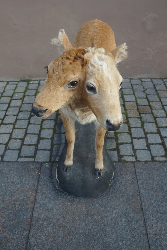 ужасы нашего городка - zavitok *