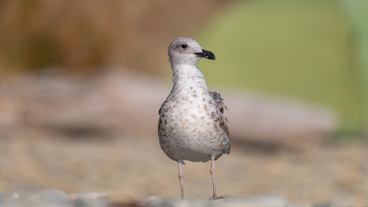 На морском берегу - Владимир Лазарев