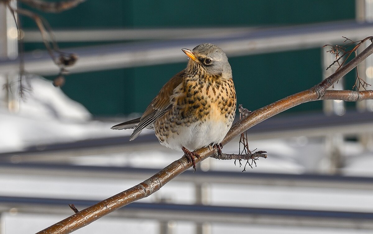 Позирует - Валерий Иванович