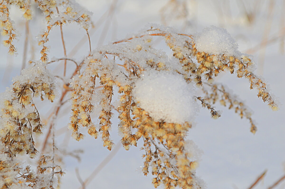 Золотарник зимой по-прежнему золотой - Татьяна Лютаева Золотарник зимой по-прежнему золотой - Татьяна Лютаева