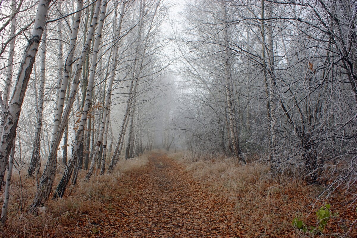 Утро. Тропа Здоровья ведет в туман... - Галина Нестратова