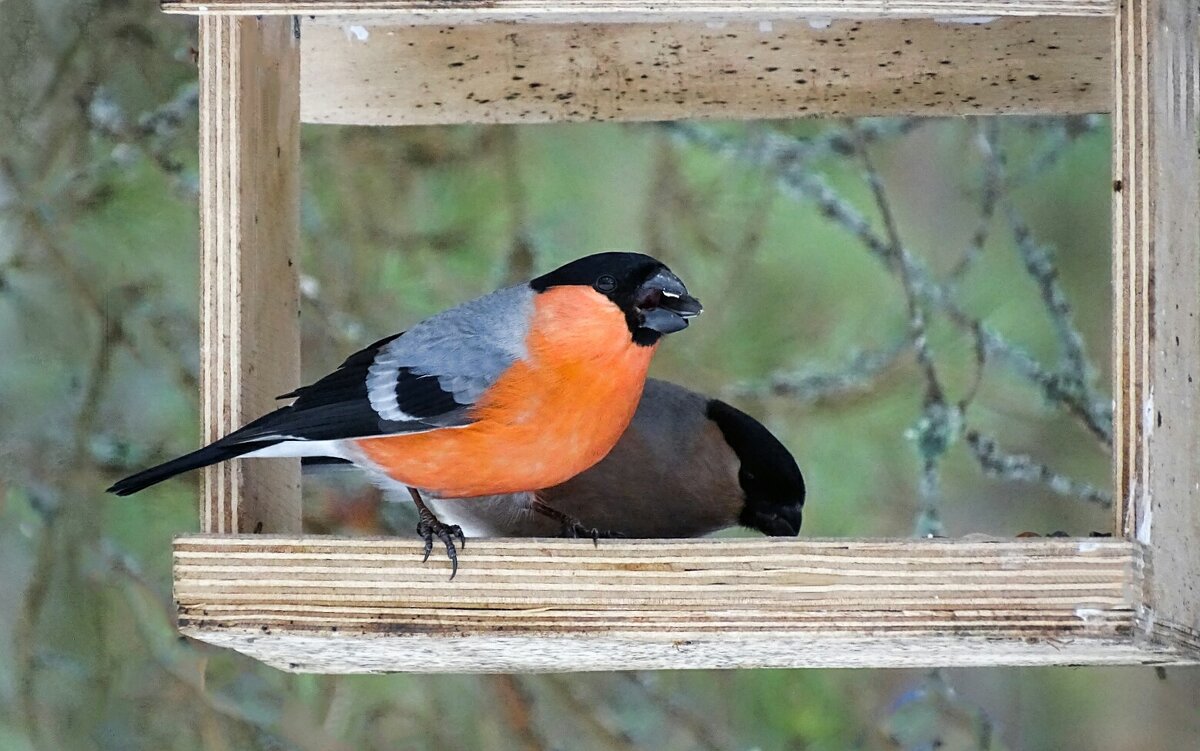 Снегири в лесной кормушке. - Милешкин Владимир Алексеевич 