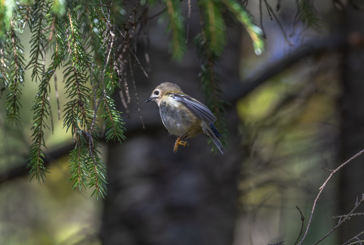 желтоголовый королек. - юрий макаров желтоголовый королек. - юрий макаров