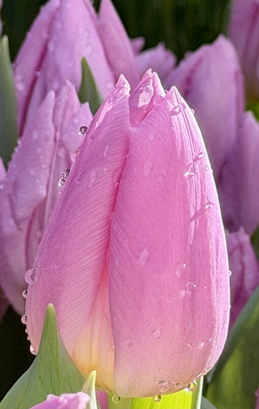 Тюльпаны с Репетиции весны. - Pippa 