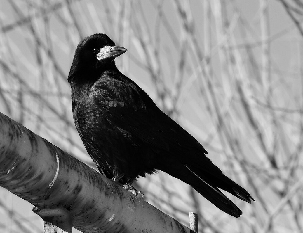 «Нельзя прожить жизнь без оглядки» - Aleksandr .