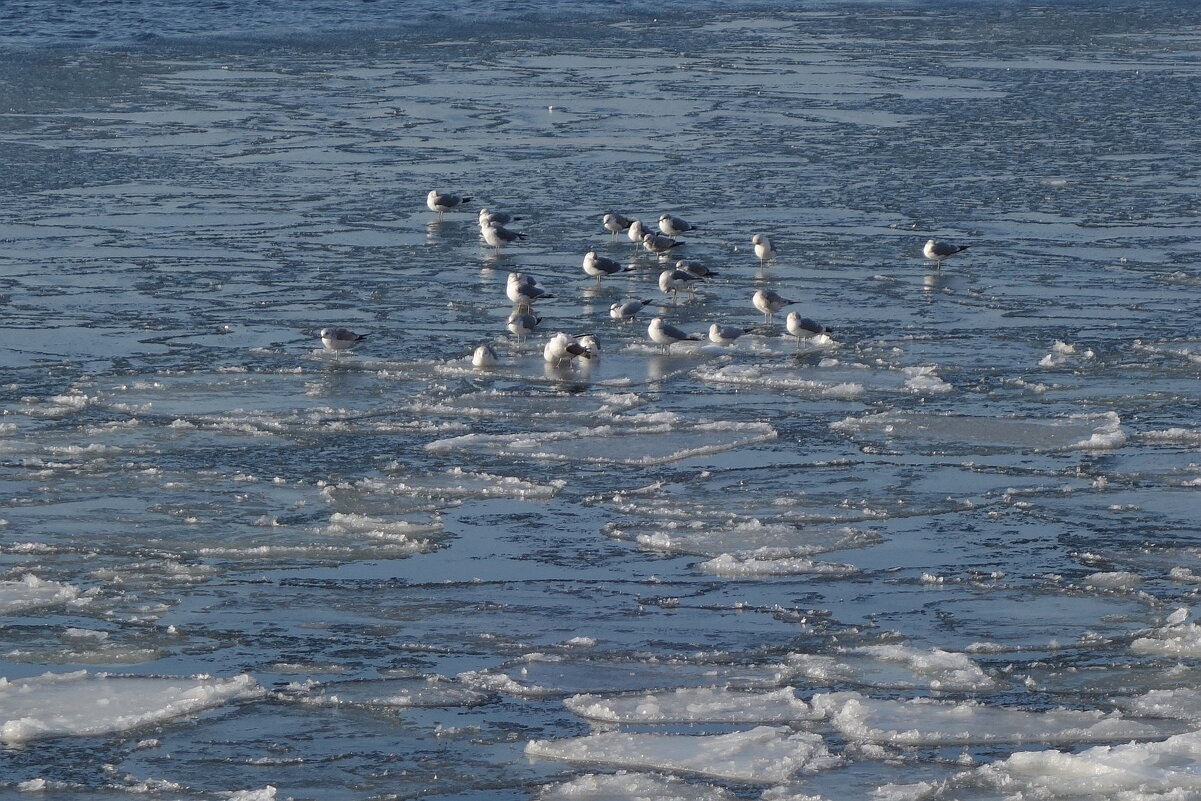 Чайки на канале, Балтийск - Рита Симонова