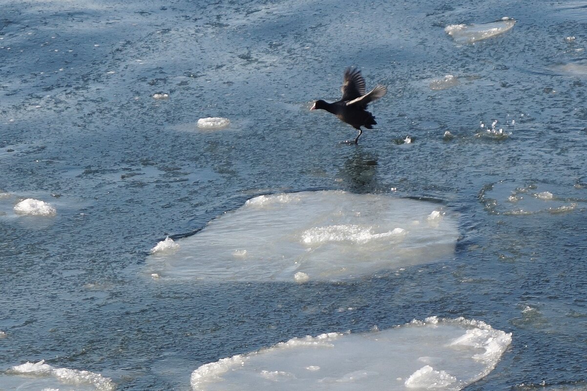 Лысуха на канале, Балтийск - Рита Симонова Лысуха на канале, Балтийск - Рита Симонова