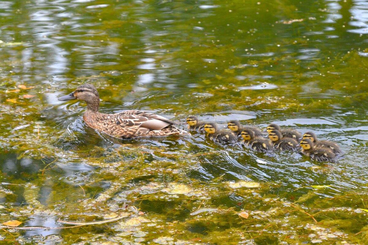 Из жизни уток - Константин Анисимов Из жизни уток - Константин Анисимов