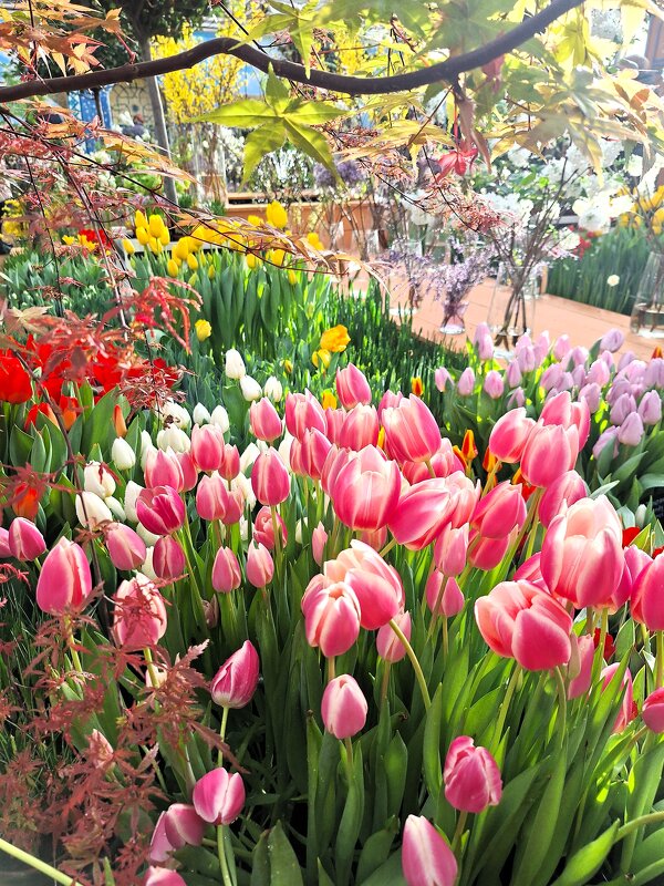 Кое где уже весна - Наталья 