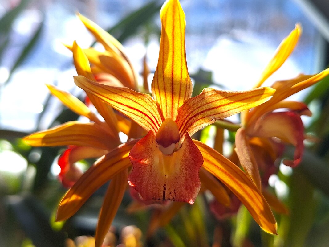 Орхидея - Наталья 