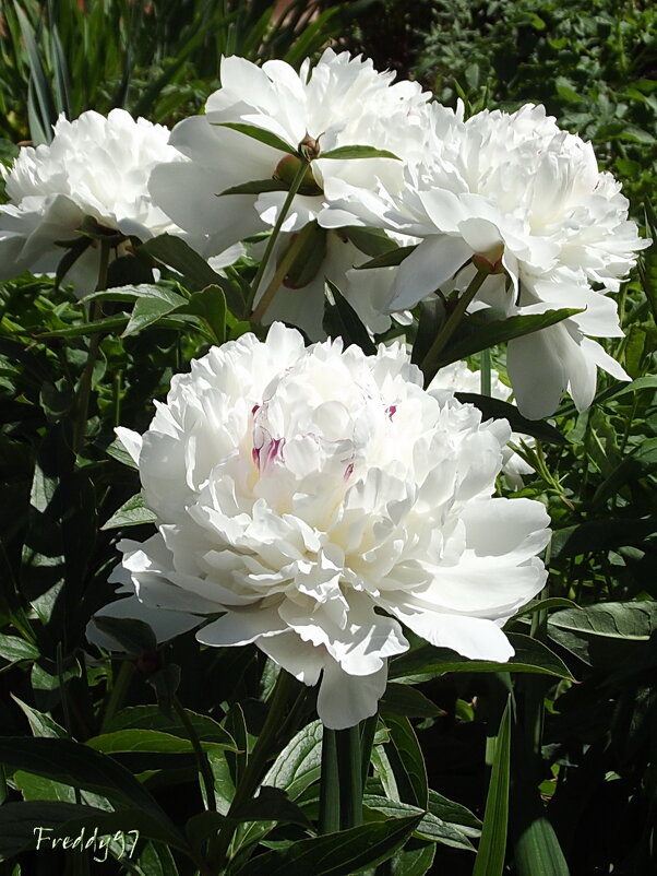 Пионы - Freddy 97 Пионы - Freddy 97