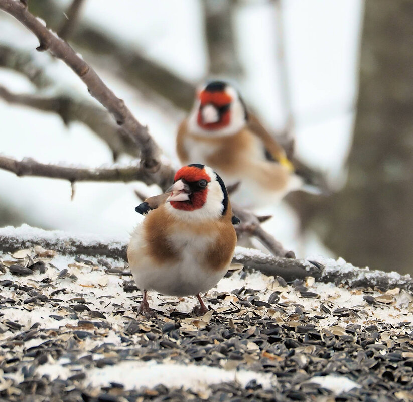 Щеглы - Мария К.