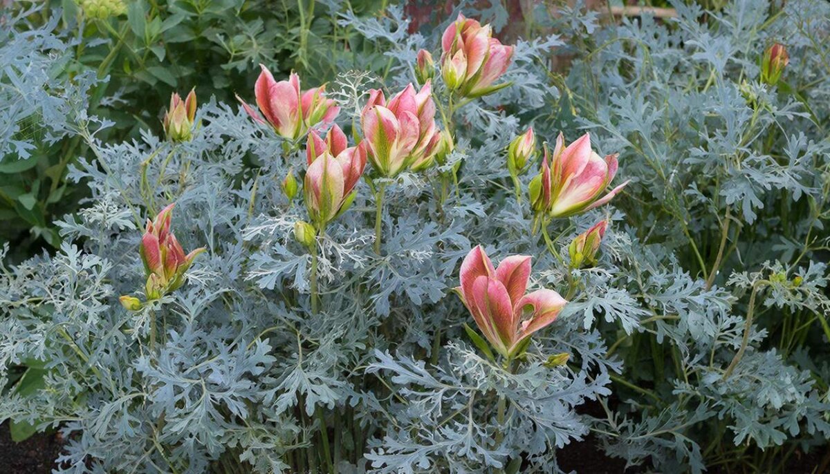 цветы - МАРИЯ ПОПОВА