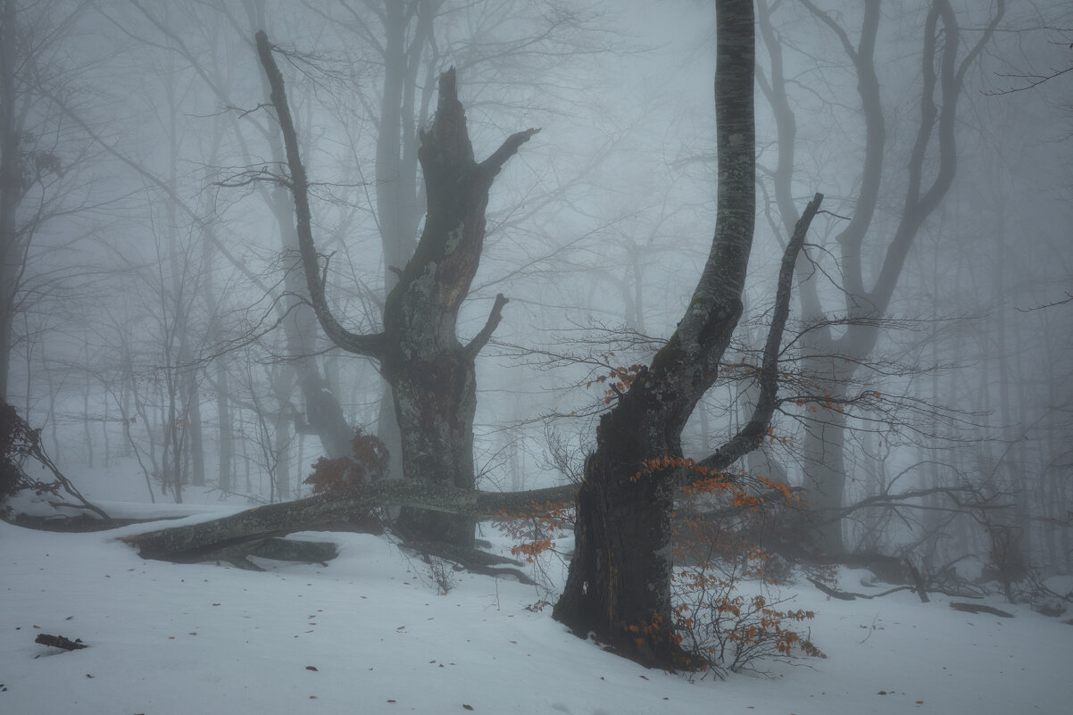 В тёмно-синем лесу - Дмитрий Шишкин