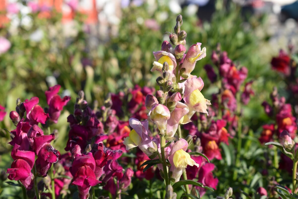 ... - Дарья Шуклина