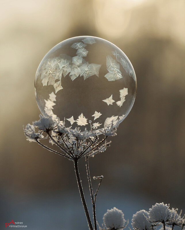 Шарик - Андрей Пристяжнюк