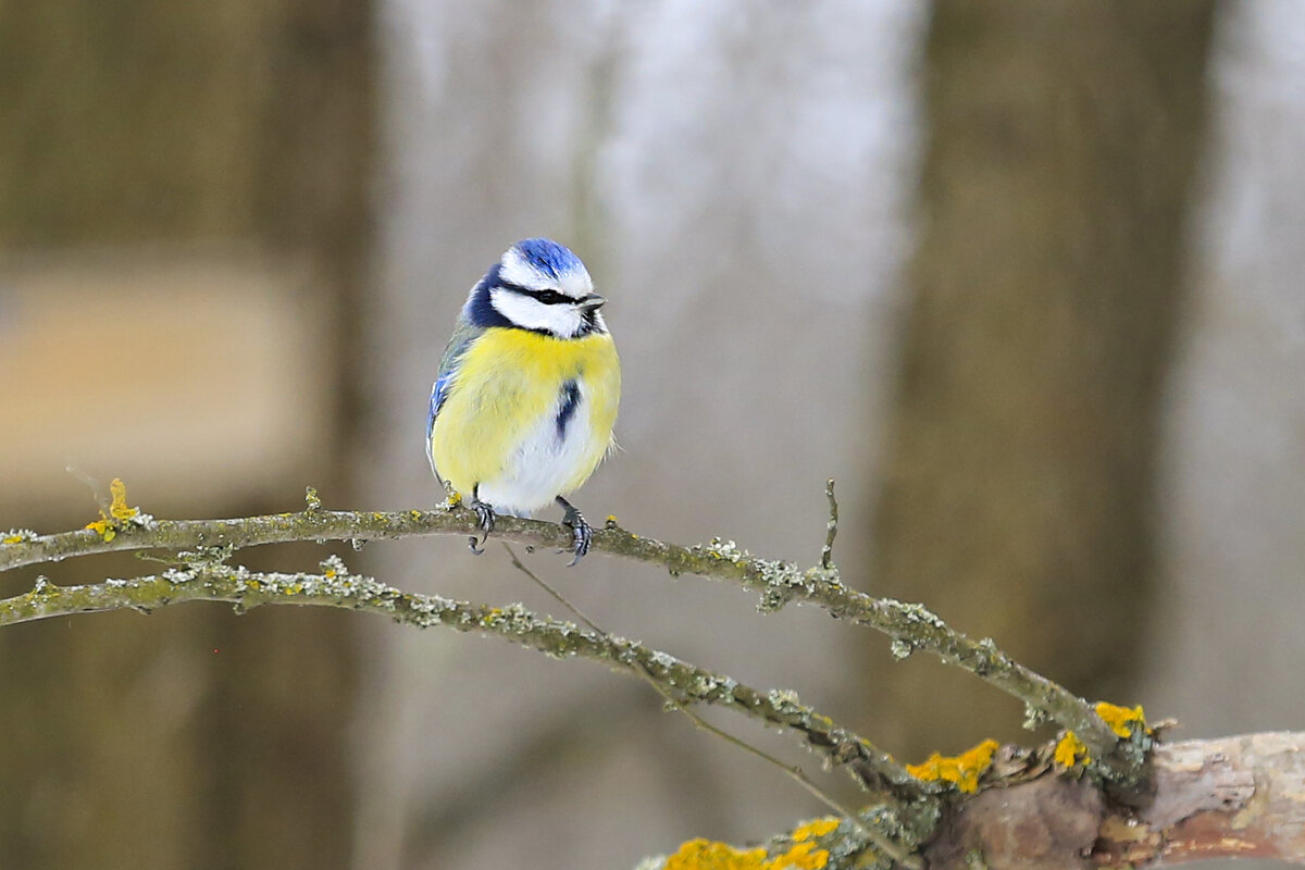 Лазоревка - Валерий Черняк