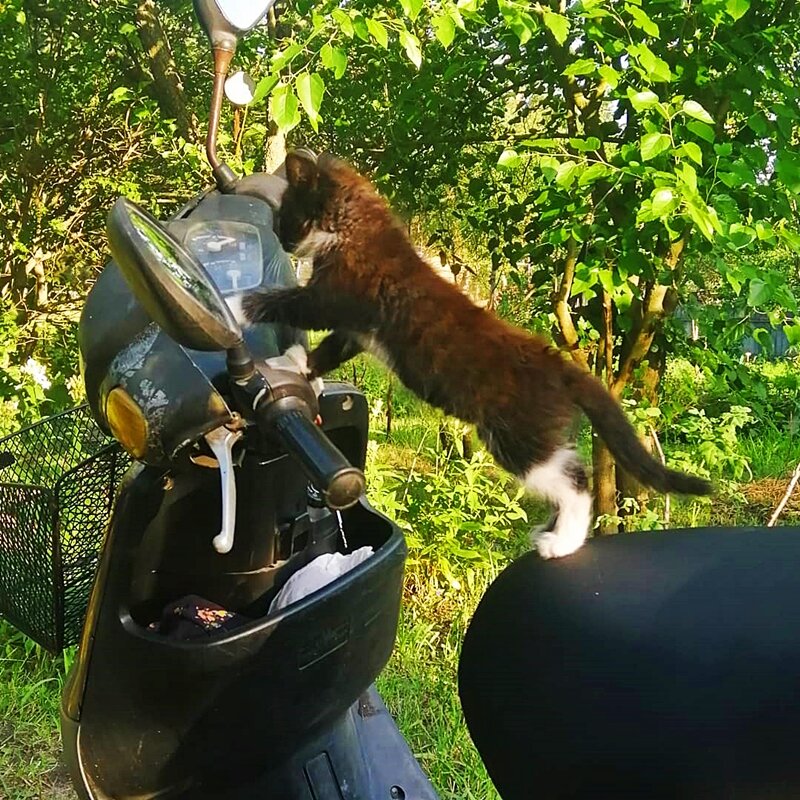 СЕЙЧАС   ПОЕДЕМ - Анатолий Малобродский