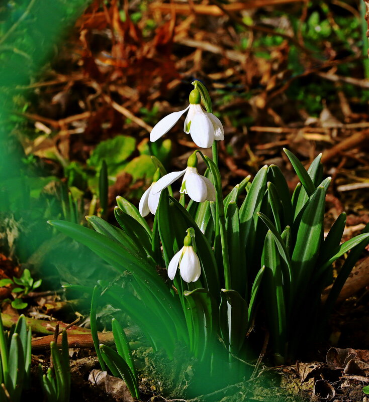 подснежнки - Игорь Kуленко