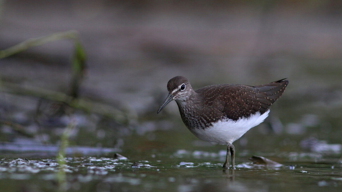 Черныш - Георгий Бондаренко Черныш - Георгий Бондаренко