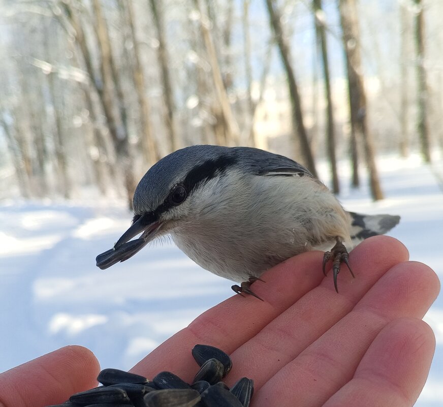 Поползень - Сапсан 