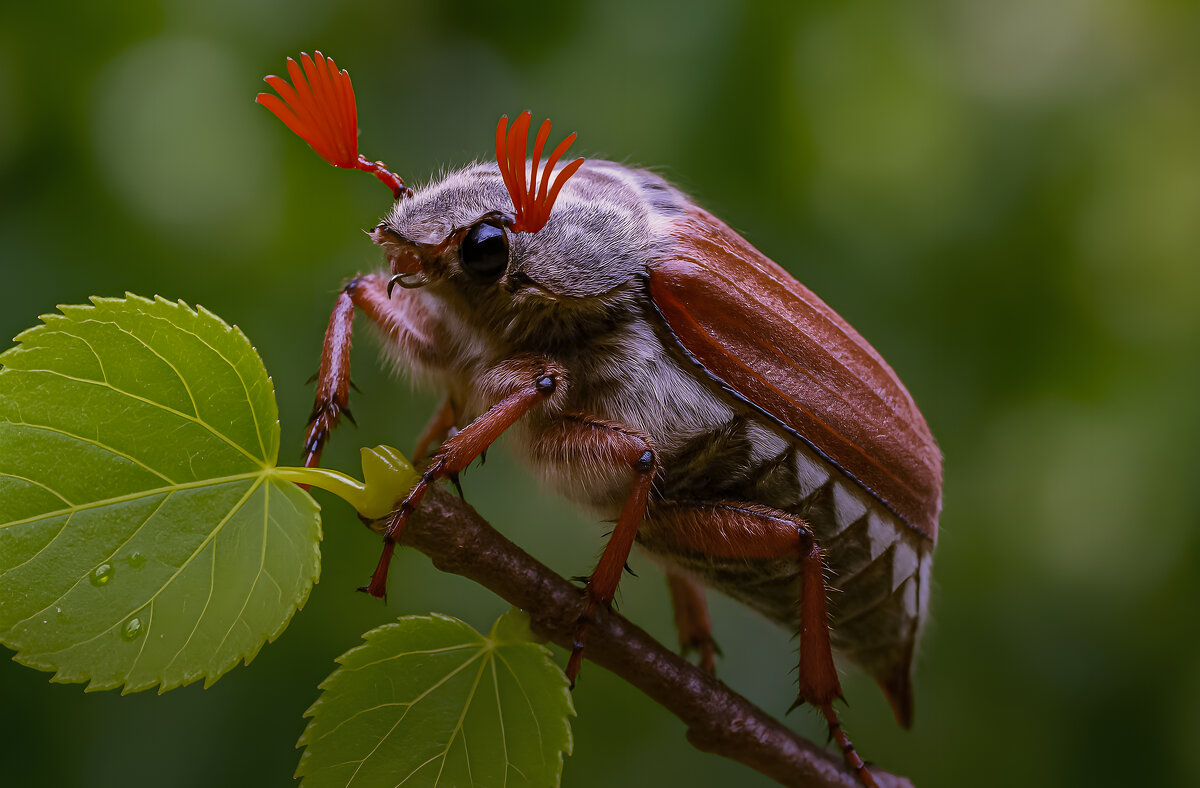 Майский жук - Aleksey Afonin