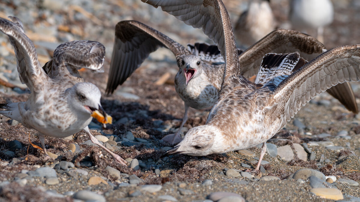 На морском берегу - Владимир Лазарев