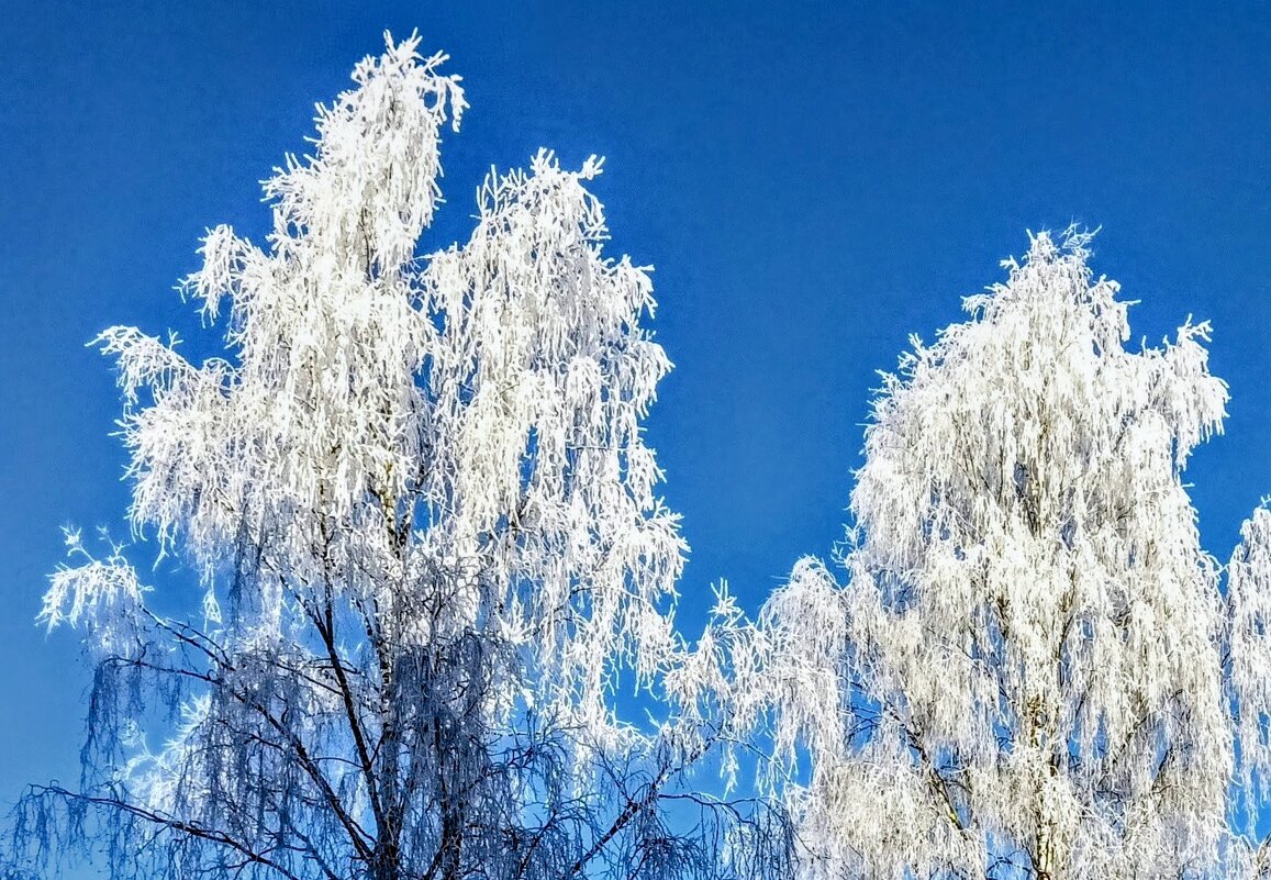 Ах, эти белые березы... - Veera V