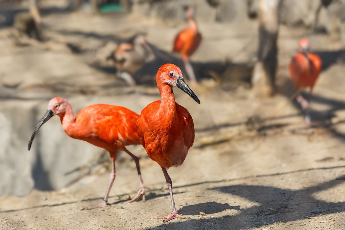 Ибис алый - SanSan 