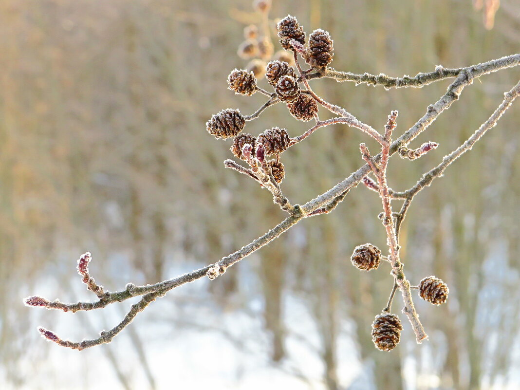 Веточка ольхи - Андрей Снегерёв